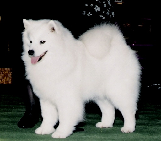 Jaybar McKinley's Maggie Too | American Eskimo Dog 