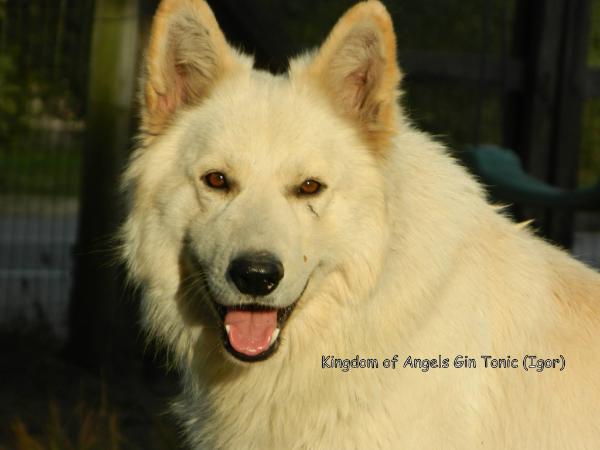 Kingdom of Angels Gin Tonic | White Swiss Shepherd Dog 