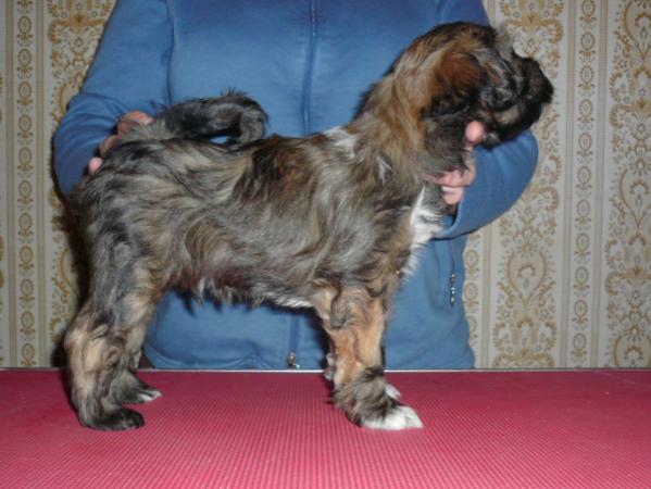 Bantam Shepherd´s Robbie W | Tibetan Terrier 