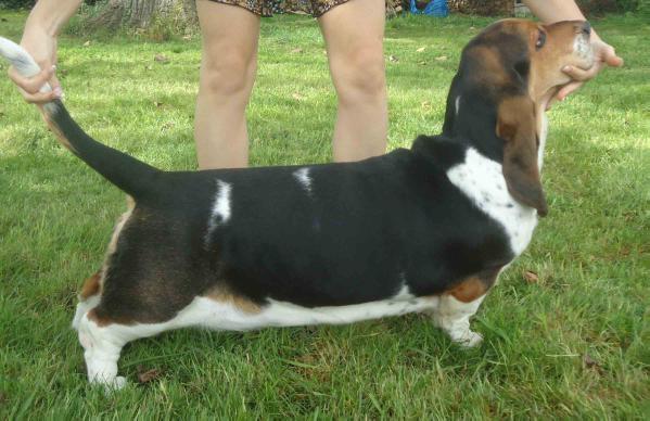 Jina de la cour d'Anubis | Basset Hound 