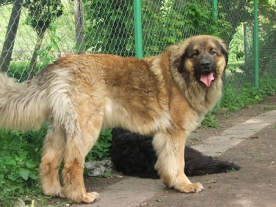 TOFFI Klara z Chotomowa | Leonberger 