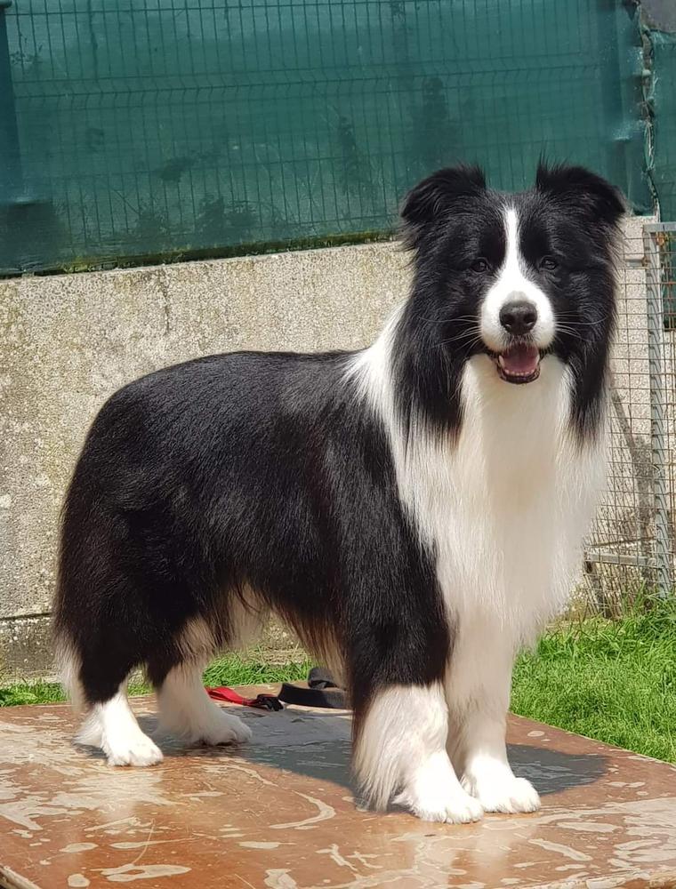 Wild Storm Bad Boy | Border Collie 