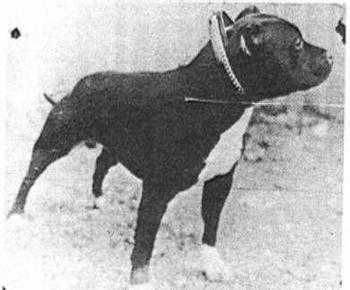 Bomber Command | Staffordshire Bull Terrier 