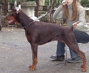 Paradiz Ronado Onega | Brown Doberman Pinscher