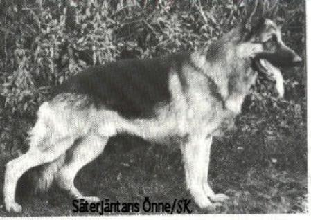 Säterjäntans Önne | German Shepherd Dog 