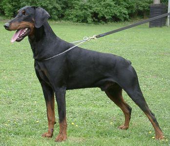 Conan v.h. Weillerland | Black Doberman Pinscher