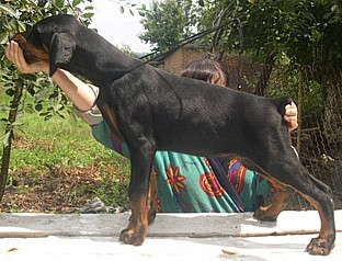 Paradiz Ronado Napoleon | Black Doberman Pinscher