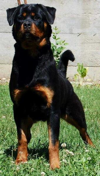 RONY OD DRAGICEVICA | Rottweiler 