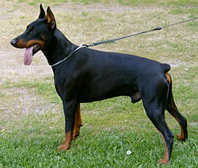 Paradiz Ronado Neon | Black Doberman Pinscher