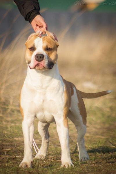 Flash in the Night Art of Staff | American Staffordshire Terrier 