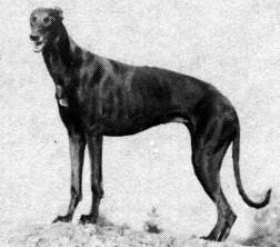 Black Beauty | Greyhound 