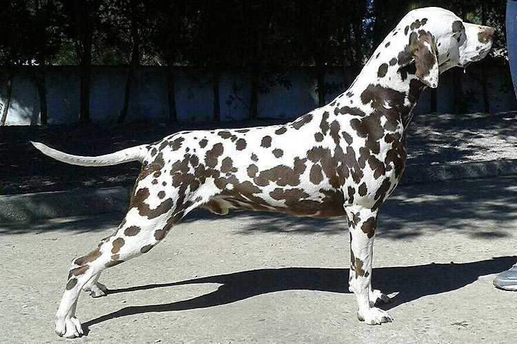 Somora's Eagle Spirit | Dalmatian 