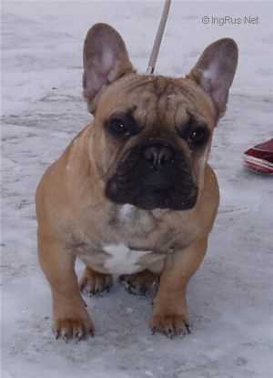 Melli Des Victoriya | French Bulldog 