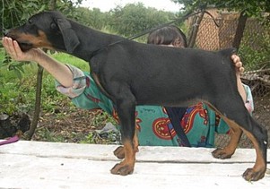 Paradiz Ronado Nemezida | Black Doberman Pinscher