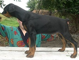 Paradiz Ronado Nicole | Black Doberman Pinscher