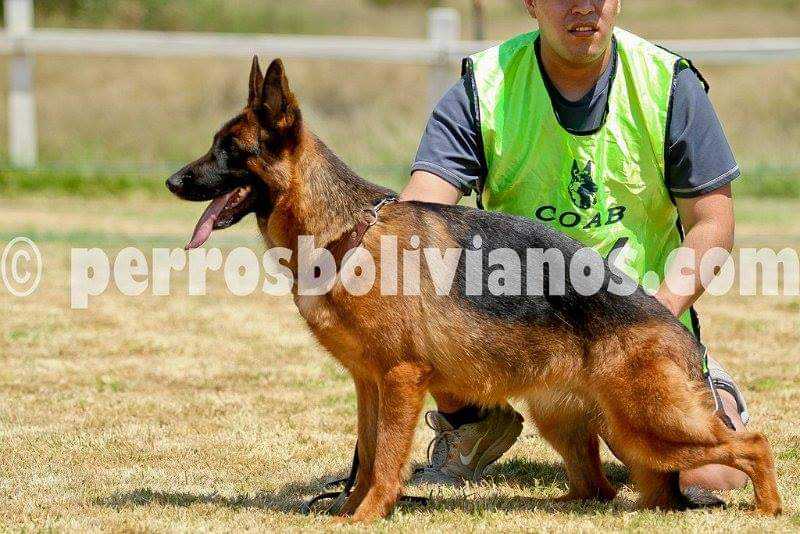 Baya fashir fran pastor | German Shepherd Dog 