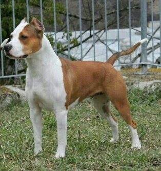 hot family good luck my baby | American Staffordshire Terrier 