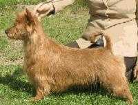 BLUEPEPPER'S GUESS WHY | Australian Terrier 