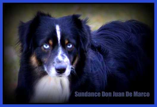 Sundance Don Juan DeMarco | Australian Shepherd 