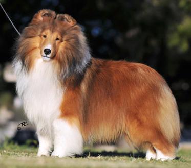 Corteo At PaRay Of Don Quixote | Shetland Sheepdog 