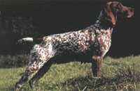 Jasmin KS vom Hege-Haus | German Shorthaired Pointer 