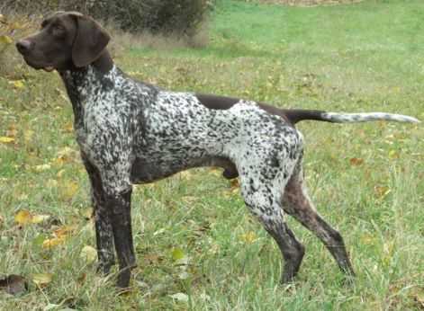 Whiskey KS von Göttlesbrunnerhof | German Shorthaired Pointer 