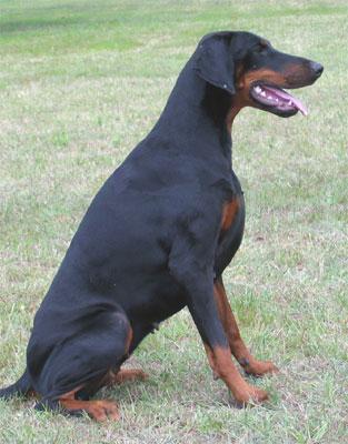 Bo v. Avalon | Black Doberman Pinscher