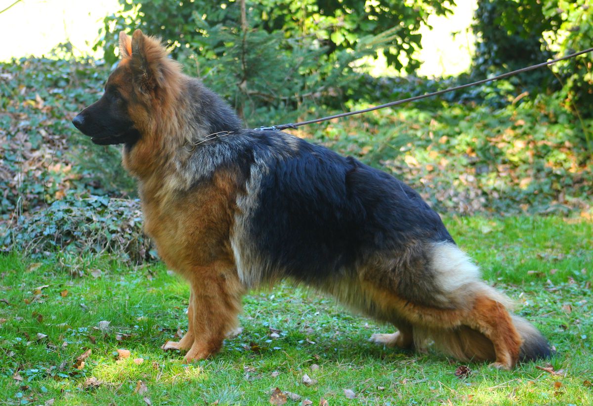 Colin Di Casa Caputi | German Shepherd Dog 