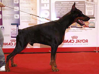 Livonijas Baron Helion Hawk | Black Doberman Pinscher