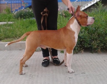 Vip Mafia Pentagon | American Staffordshire Terrier 