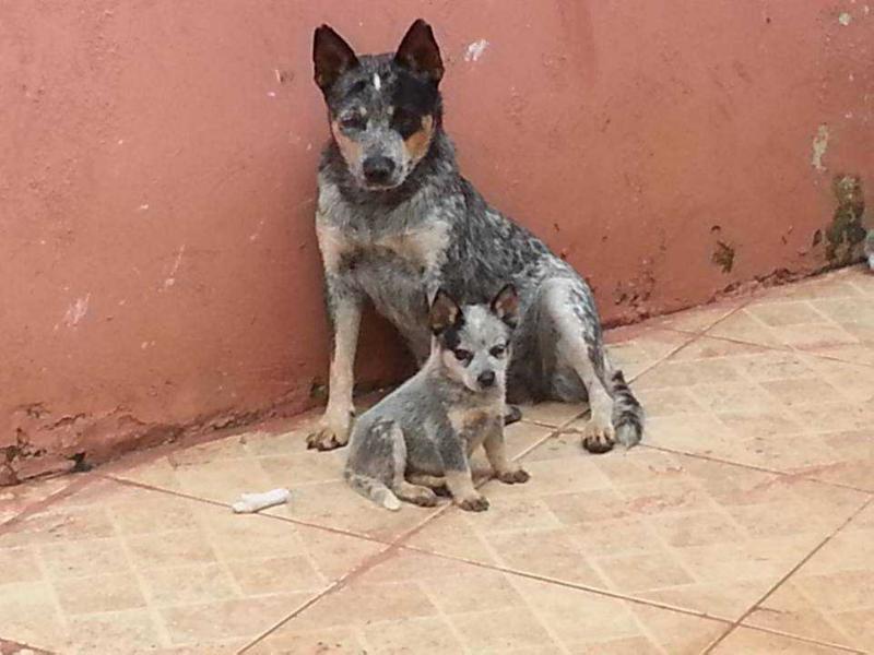 RAJA HEELER SELIVON | Australian Cattle Dog 