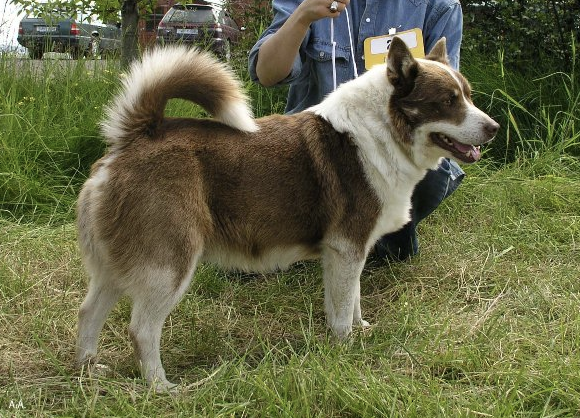 Þórdunu Móri | Icelandic Sheepdog 