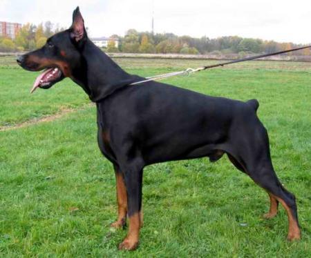 Livonijas Baron Hitch Cock | Black Doberman Pinscher