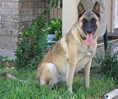 Windrush's Jaqu Enzo | Belgian Malinois 