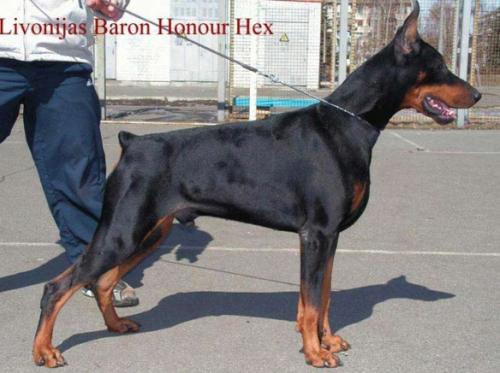 Livonijas Baron Honour Hex | Black Doberman Pinscher