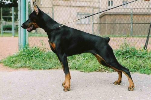 Livonijas Baronesa Harmony Hope | Black Doberman Pinscher