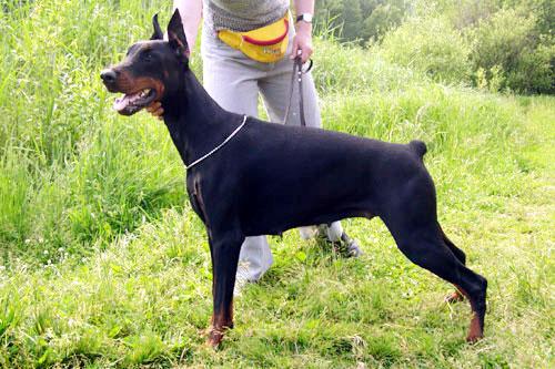 Aqvilon Anastasia | Black Doberman Pinscher