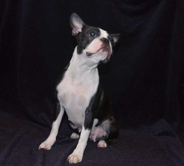 Nikol (Premjer Boston) | Boston Terrier 