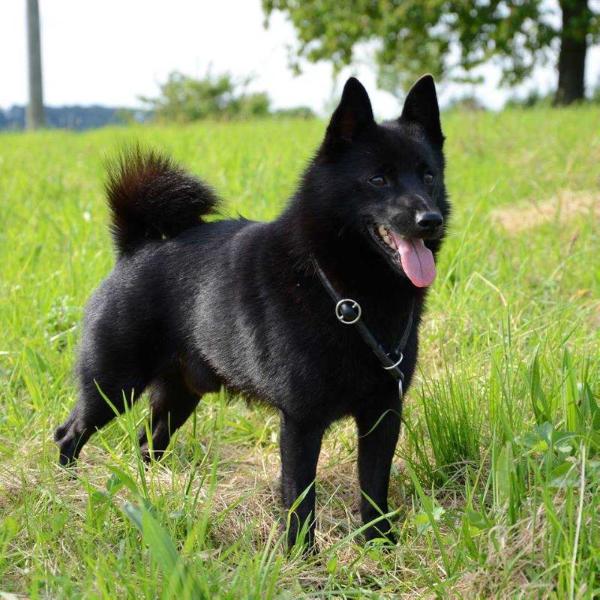 Favoriet van't Tempeliershof | Schipperke 