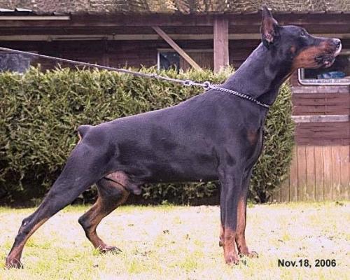 Aqvilon Cenzo | Black Doberman Pinscher