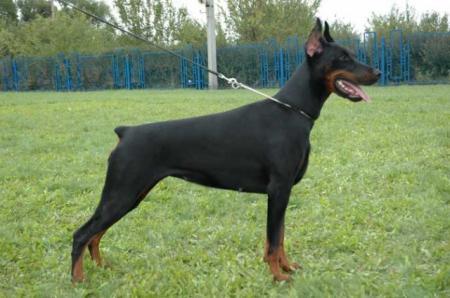 Aqvilon Camilla | Black Doberman Pinscher