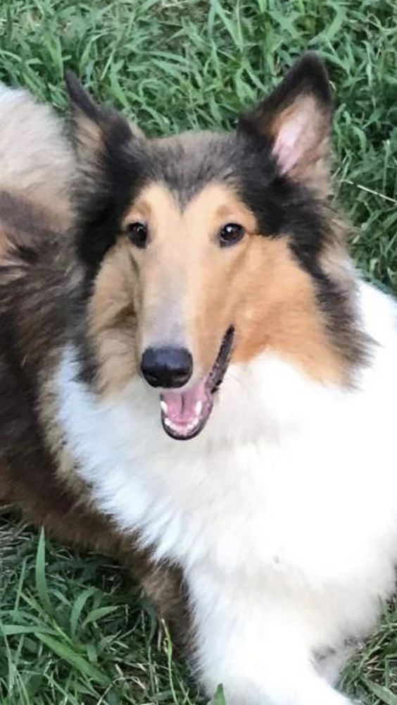 Temperance Rheign of Tehrror | Rough Collie 