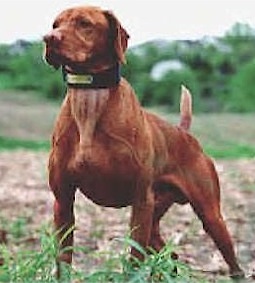 Fieldway's Jack Daniels | Hungarian Vizsla 