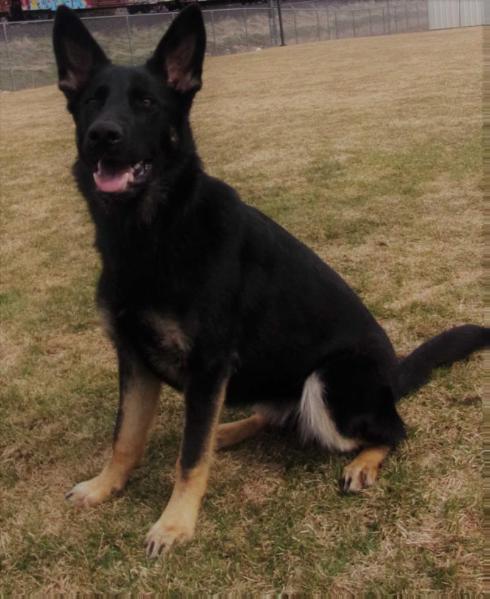 Kootenai vom haus Vianden | German Shepherd Dog 