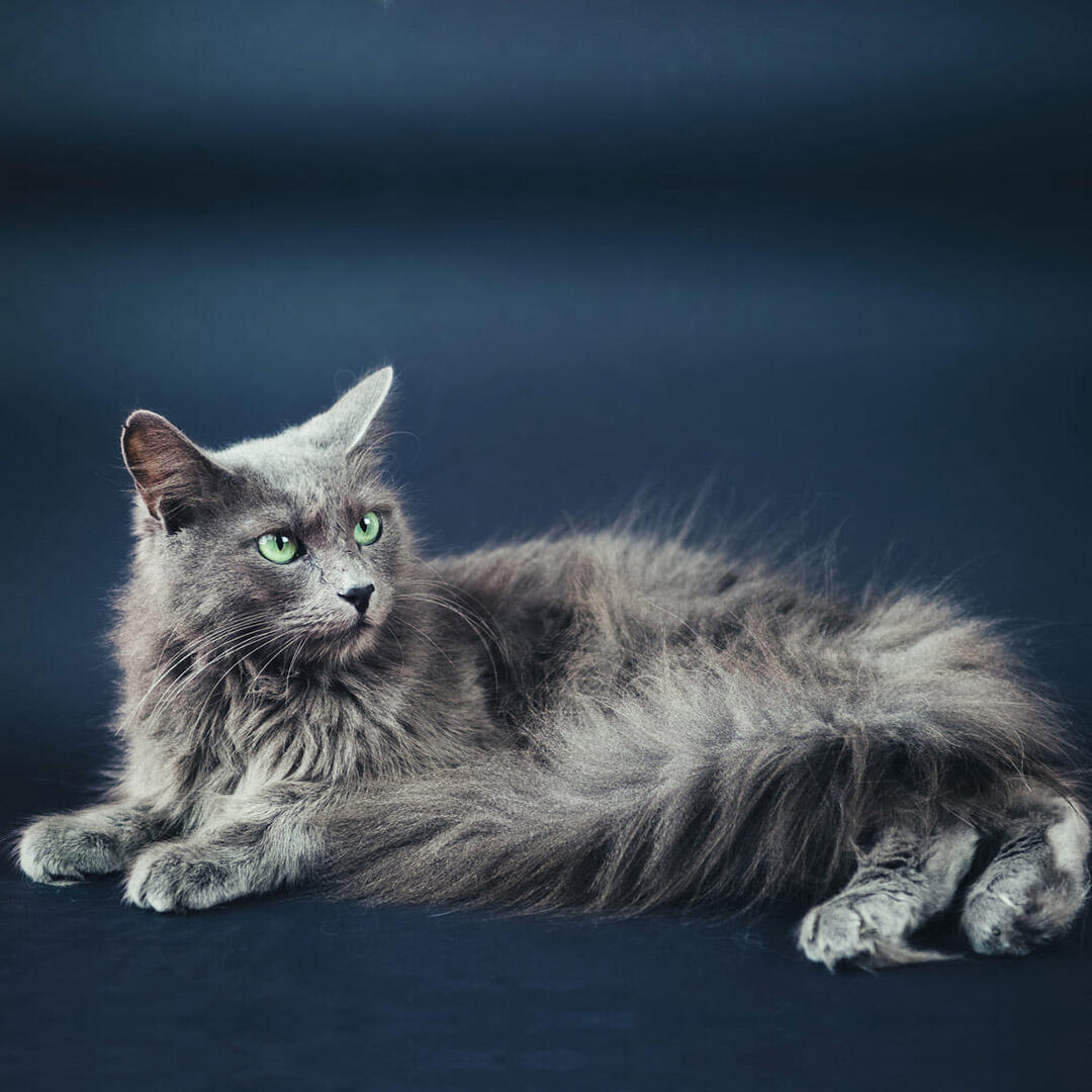 Nebelung