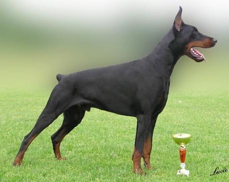 Excellence Emir Halit Pasa | Black Doberman Pinscher