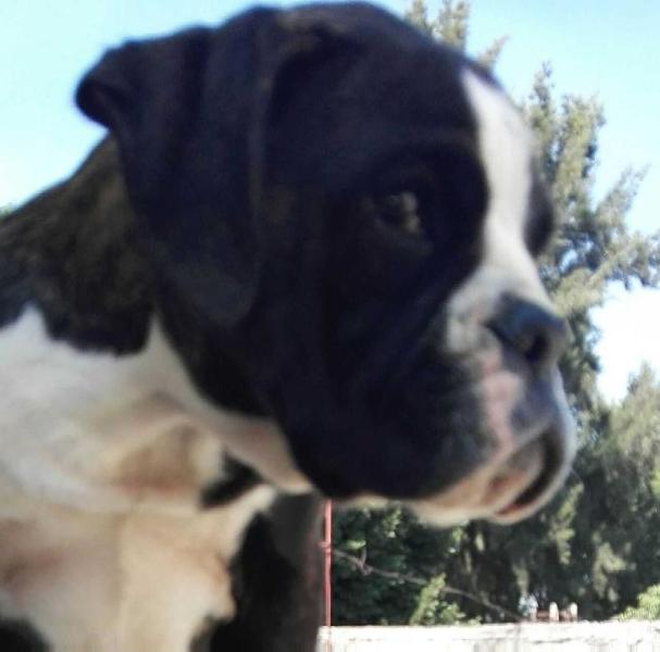 Momo (Echeverria/Tapia) | Boxer 