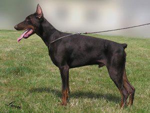 Escobar Halit Pasa | Brown Doberman Pinscher