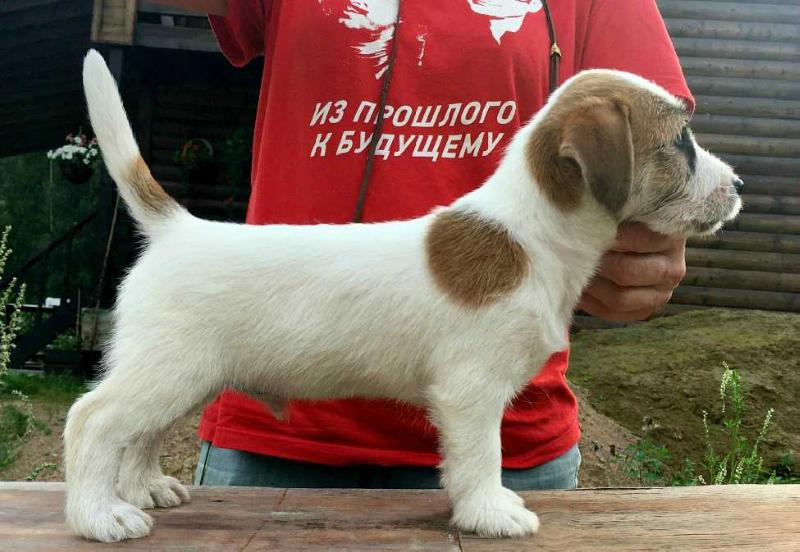 RAPHAEL SABATINI | Jack Russell Terrier 