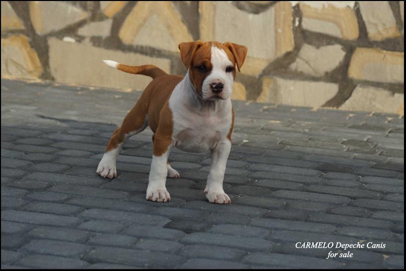 CARMELO Depeche Canis | American Staffordshire Terrier 